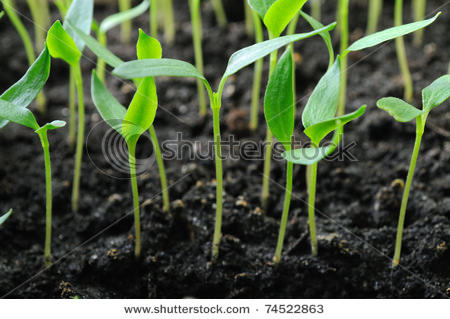 Pepper Seedlings all crafts Top 5 Easiest Vegetables To Grow From Seed